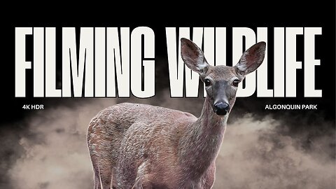 Pristine Glass Conditions | Filming Wildlife In Algonquin Park