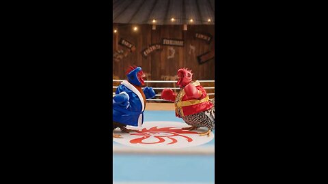 Funny roosters boxing
