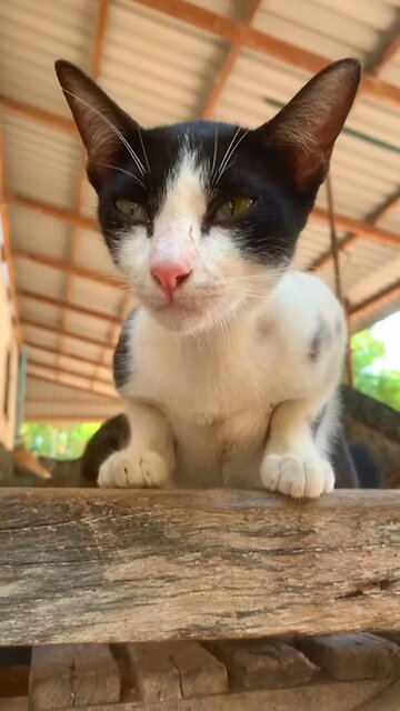 Stray Cat Appears at Night – Heartwarming Moment