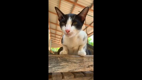Stray Cat Appears at Night – Heartwarming Moment