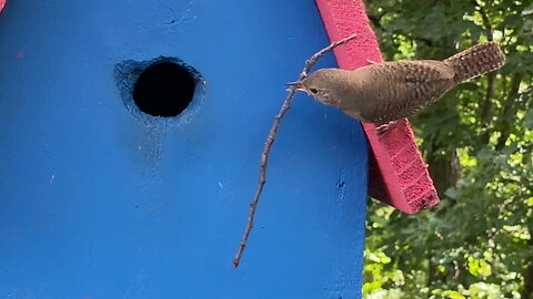 Bird Trying to Fit a Stick Into Its House