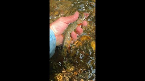 Wild Native NC Brook Trout