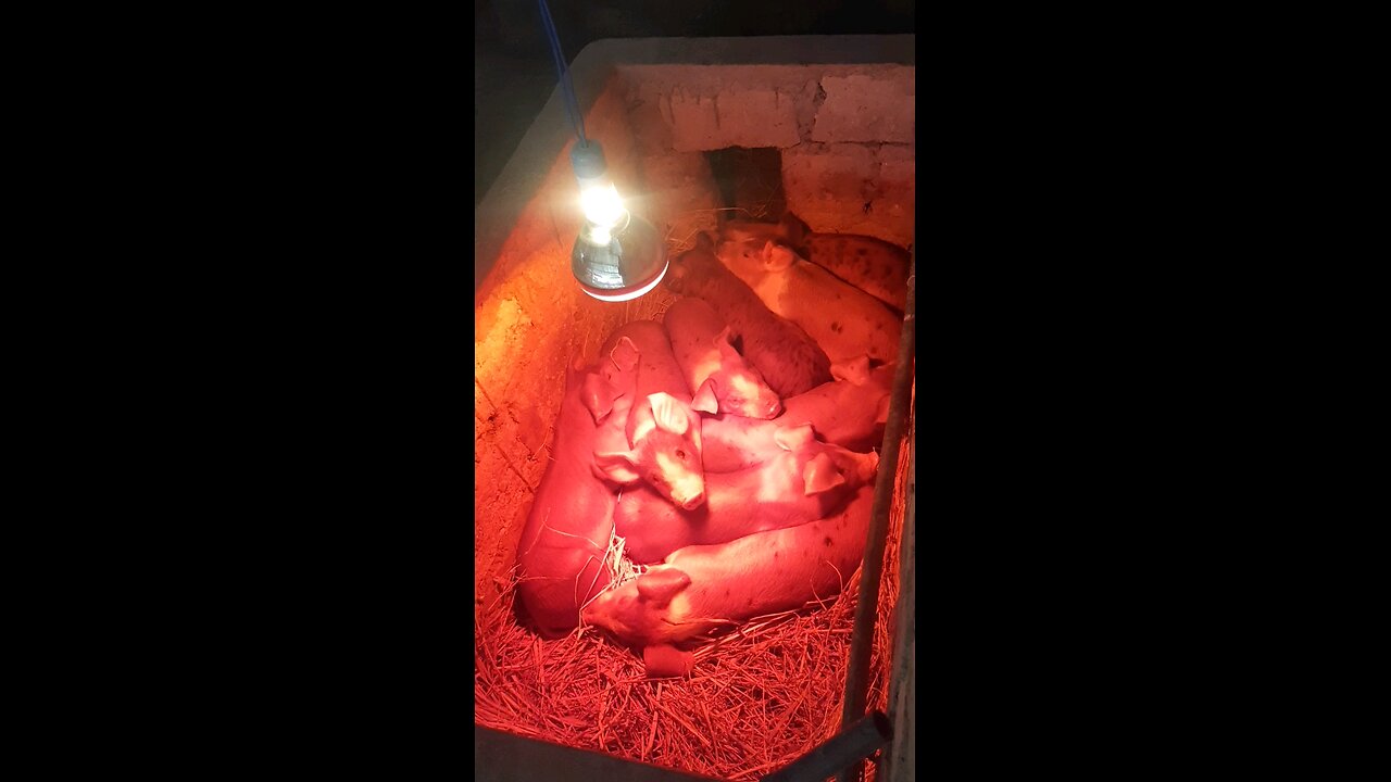 Pig farming 🐷