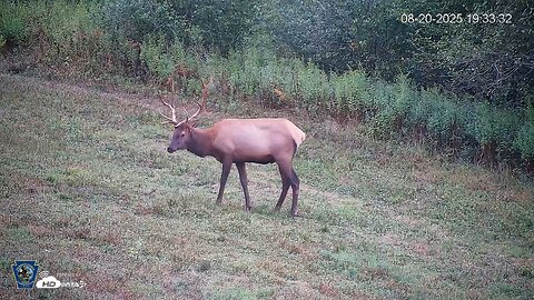 Pennsylvania Elk Live Webcam