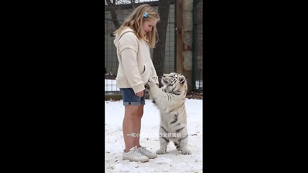 Cartoon tiger powered by AI! 🐯🤖 #shorts”