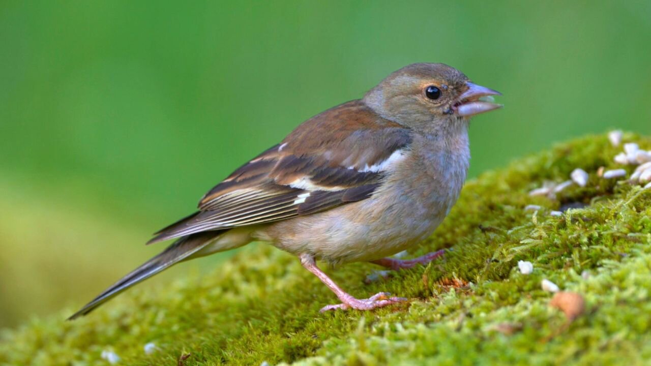 Female Chaffinch is the First to Arrive to the Mossy Rock
