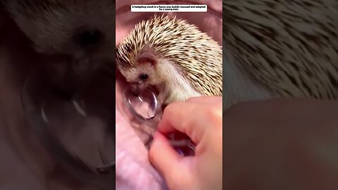 I got stuck in a fence and a woman saved him and then I found him