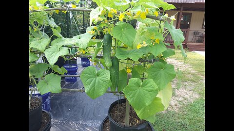 Fertilizing Cucumbers In Containers 6/3/25