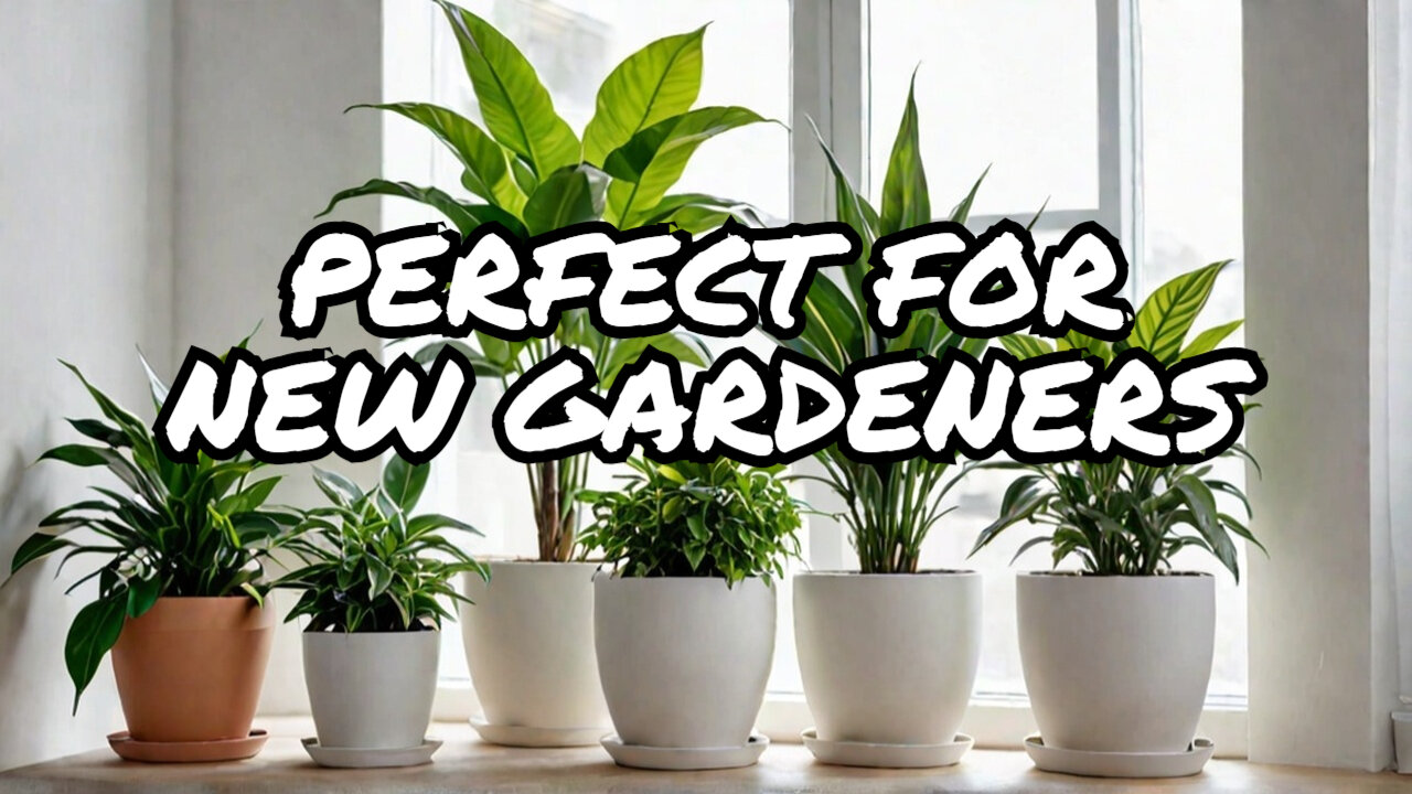 The Best Indoor Plants for Gardening Newbies