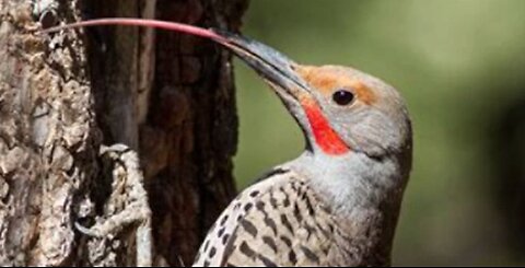 The Woodpecker is evidence of a creator.