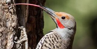 The Woodpecker is evidence of a creator.