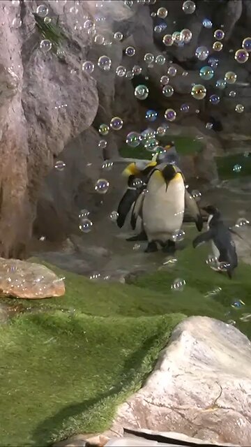 One of the most popular videos of the week is of a baby rockhopper penguin