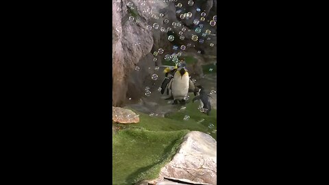 One of the most popular videos of the week is of a baby rockhopper penguin