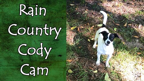 Just Cody Being Cody at the Property for His Fans. #doglife #calming