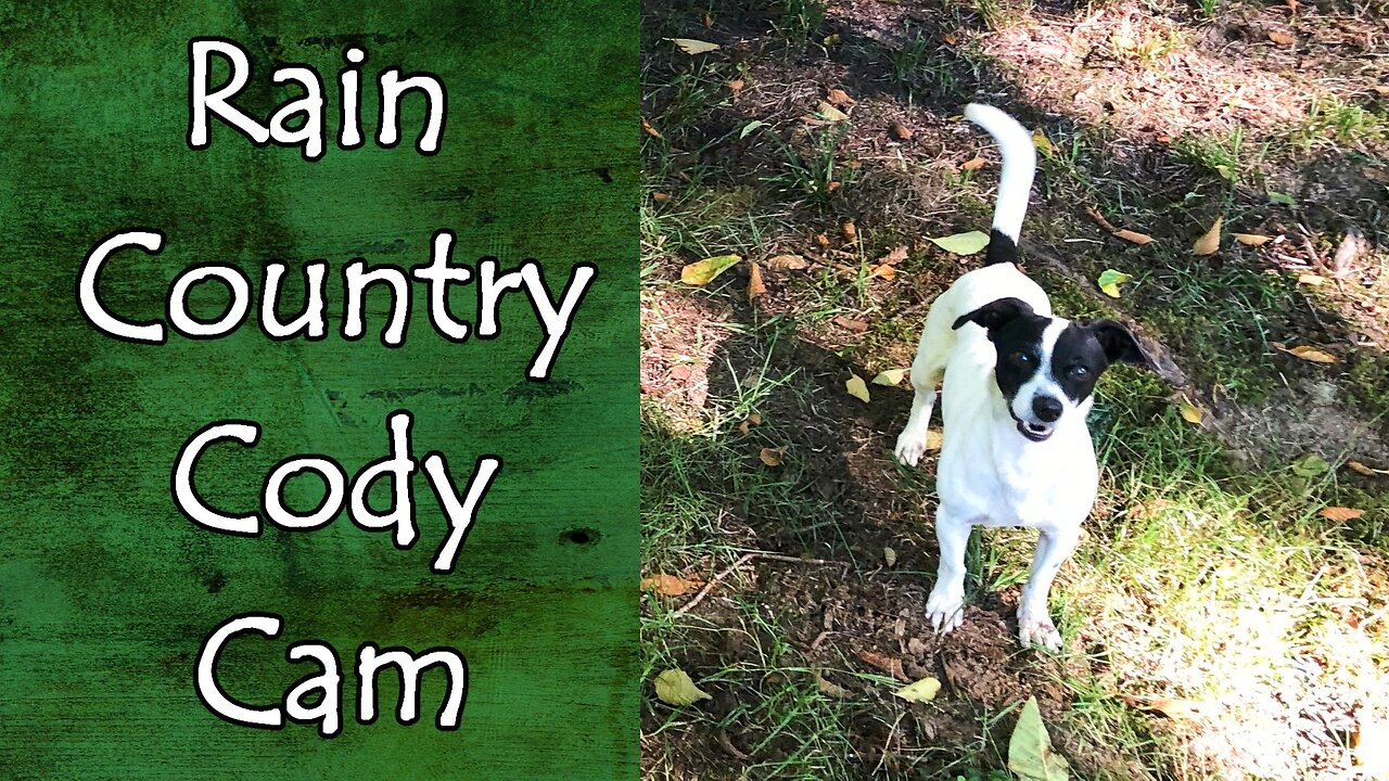 Just Cody Being Cody at the Property for His Fans. #doglife #calming