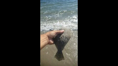 Fluke n' release