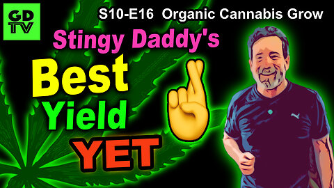 S10 E16 – Week 9 of Flower – Checking Trichomes - Shiskaberry, Chemy Lemmy, Afghan Kosher