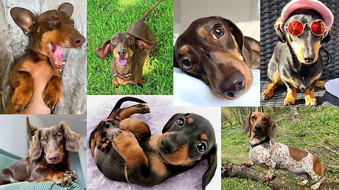 Nonstop Happyness One Hour Naughty Dachshund Playful Cute Funny Videos . I can't Stop Laughing 😆😍