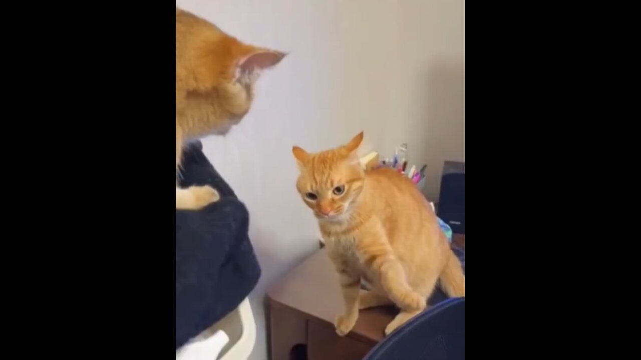 funny cats 🤣😂🤣