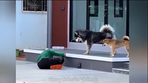 Funny Cats 🐱 and Dogs 🐶 Compilation | Try Not to Laugh!