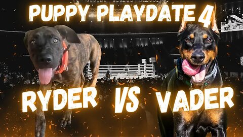 Puppy Playdate 4: Vader & Ryder Go Full WWE! 😂🐾 | RC Truck, Fetch & Wrestling Moves