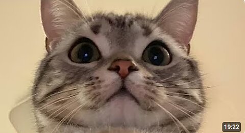 😂 Funniest Cats Videos 😺🐶 || 🥰😹 Hilarious Animal Compilation №782