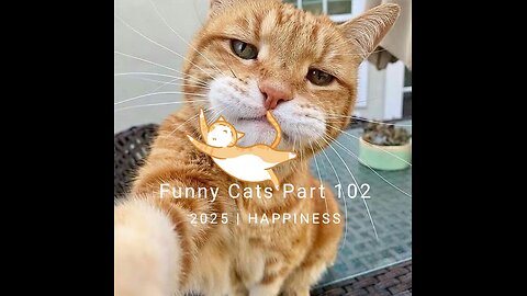 Funny Cats Video Part 102