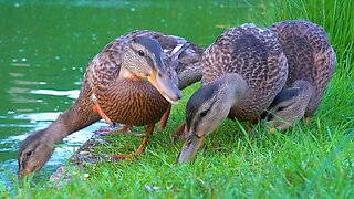The 7 Mallard Duck Ducklings Have a Quick Snack