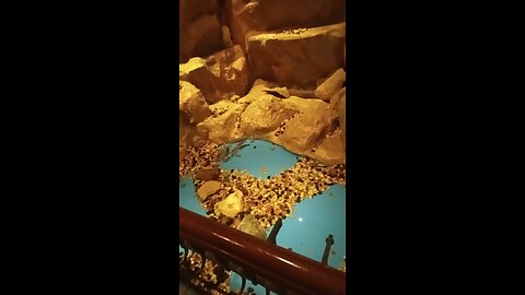 fish