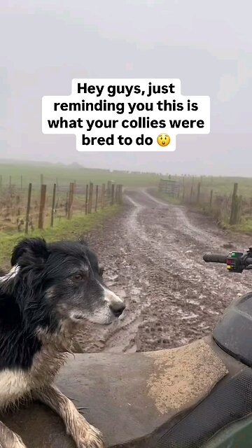 Love All Life Always #172 - Border Collie In Action - Darn Impressive and Fast!