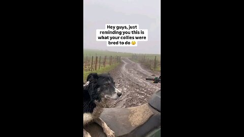 Love All Life Always #172 - Border Collie In Action - Darn Impressive and Fast!
