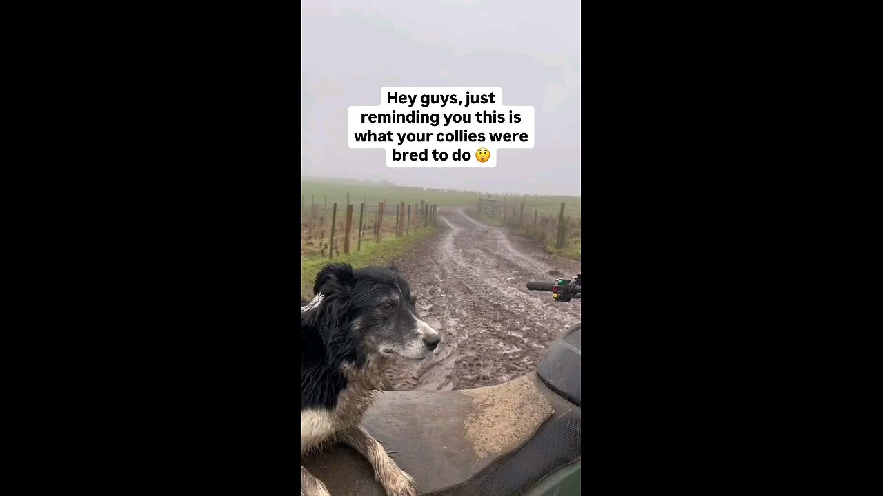 Love All Life Always #172 - Border Collie In Action - Darn Impressive and Fast!