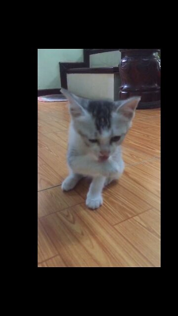 kitten washes face with paw, oh so cute!!!!!