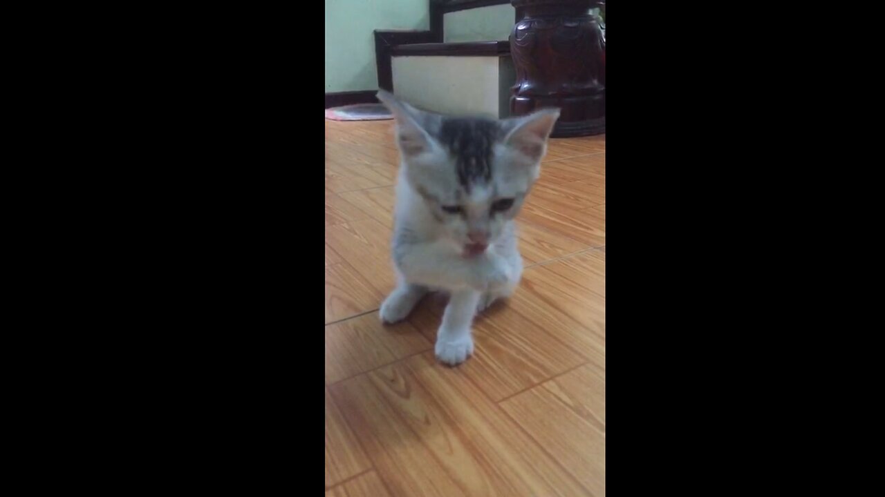 kitten washes face with paw, oh so cute!!!!!