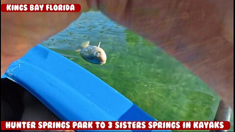 Kayak Kings Bay Hunters Springs to 3 Sisters Springs in sunny Crystal River Florida