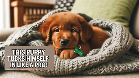"This Puppy Tucks Himself In Like a Pro! 🐶🛏️