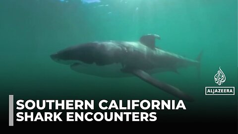 Swimming with sharks: Great whites and humans get closer than ever