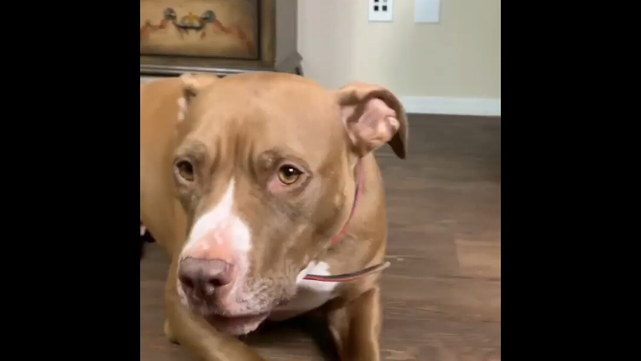 Funny talking dog 😊