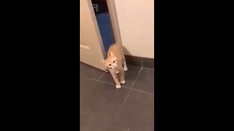 cute cat