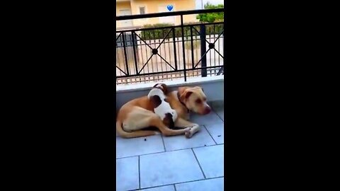 "When you're ready to be best friends, I'll be right over here😍#cutepuppy #doghumor