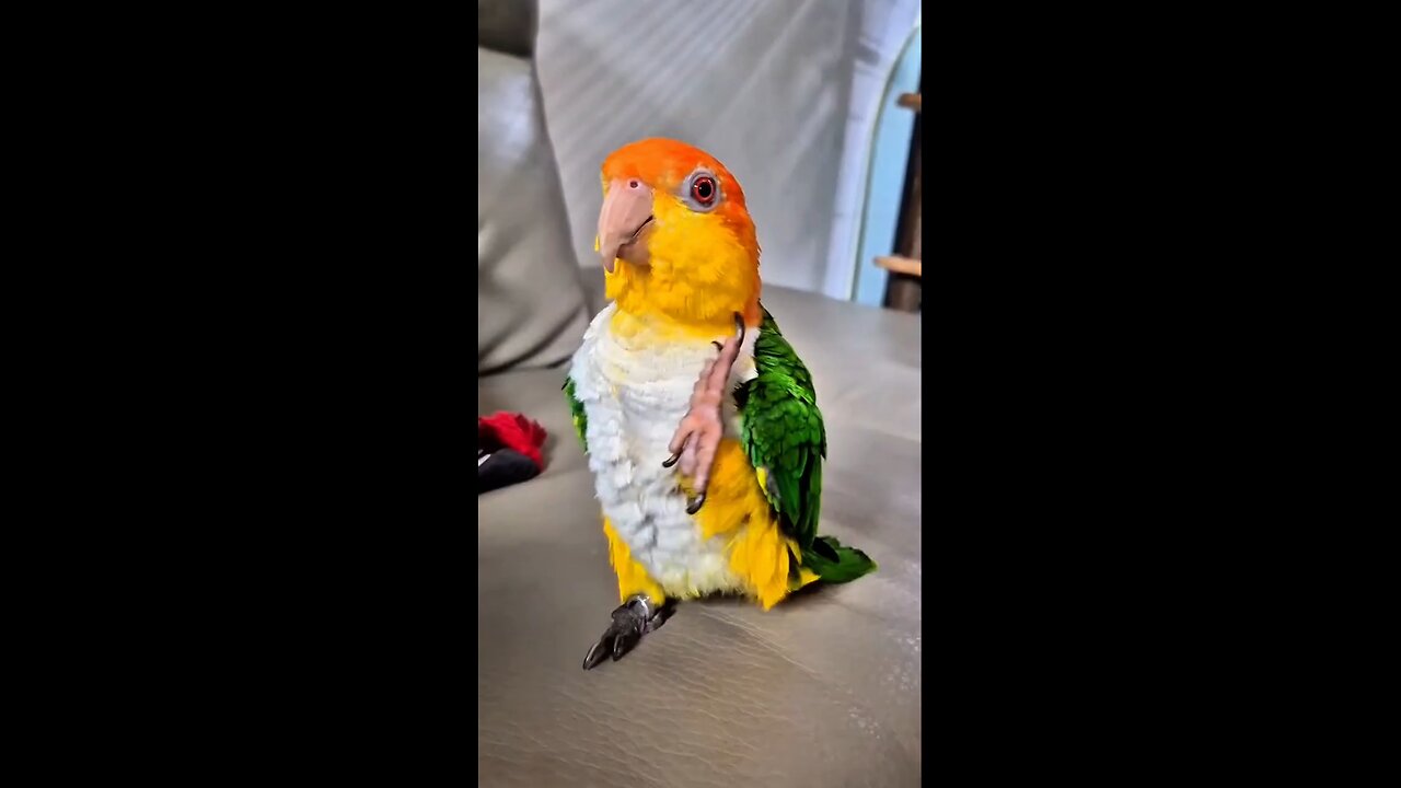Dancing parrot