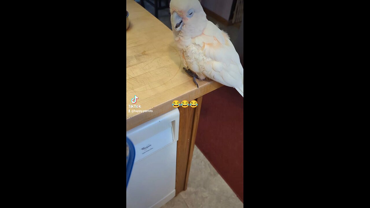 Teasing Sunny Boy