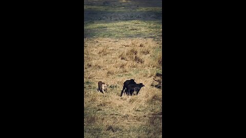 Lions On Hunting Ground