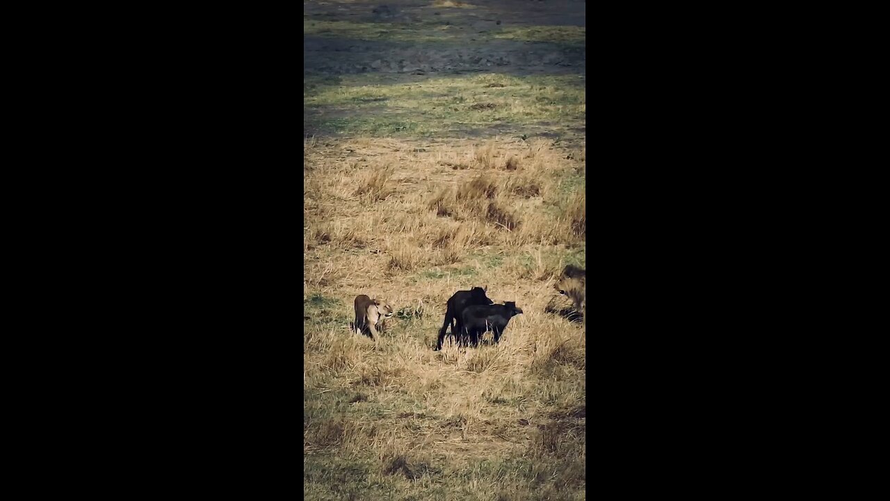 Lions On Hunting Ground