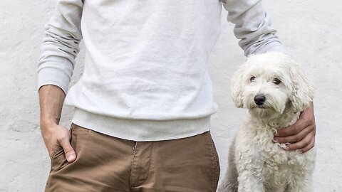 Owners say 'I love you' to dogs more than people