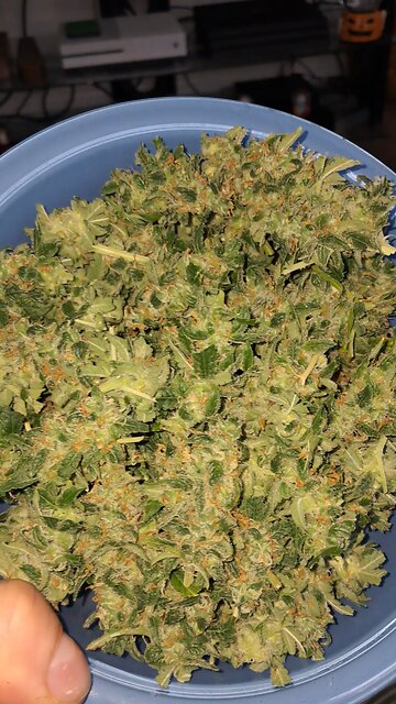 northern lights grow ✨️