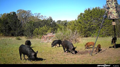 Feral Hogs. Want the 8.6 B/O