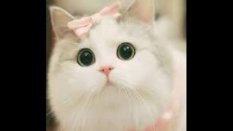 Cutest & Funniest Cats That Will Make Your Day - 1