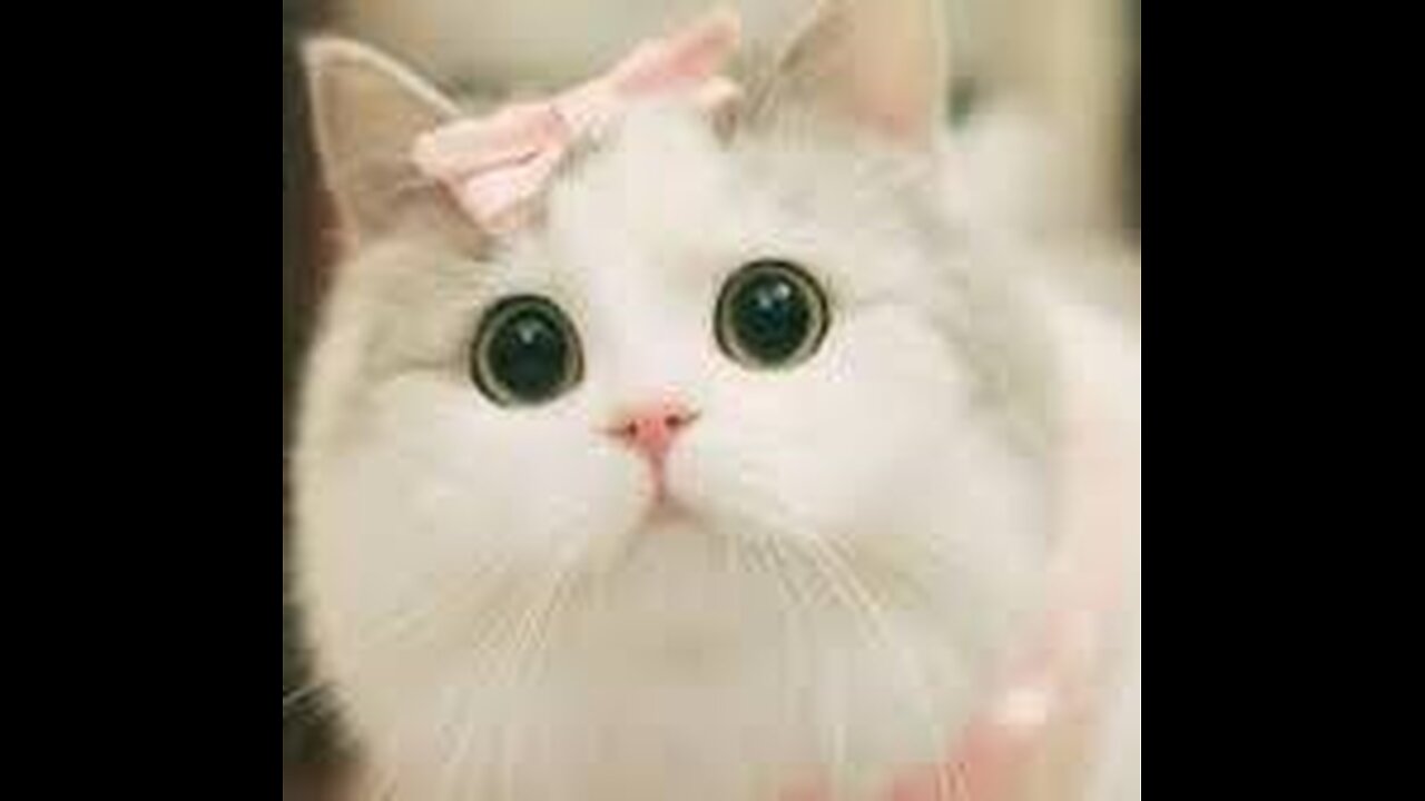 Cutest & Funniest Cats That Will Make Your Day - 1