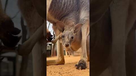 Little Kangaroo 😍😍